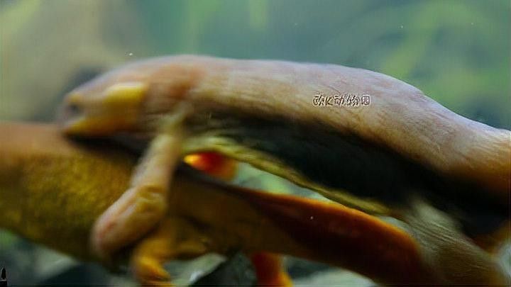 四腳龍魚有哪些種類：關于“四腳龍魚”的種類