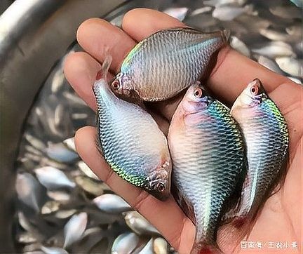 有哪些常見的河魚和海魚？：中國淡水魚種類