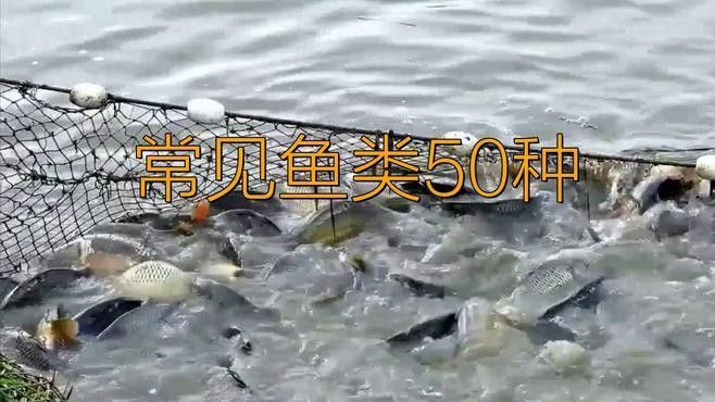 有哪些常見的河魚和海魚？：中國淡水魚種類