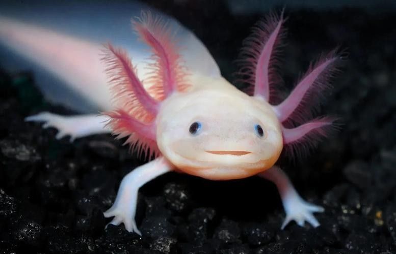 六角龍魚的價格一般是多少？：六角恐龍魚（六角恐龍魚）的價格因品相、尺寸和銷售渠道差異較大