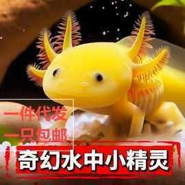 六角龍魚的價格一般是多少？：六角恐龍魚（六角恐龍魚）的價格因品相、尺寸和銷售渠道差異較大
