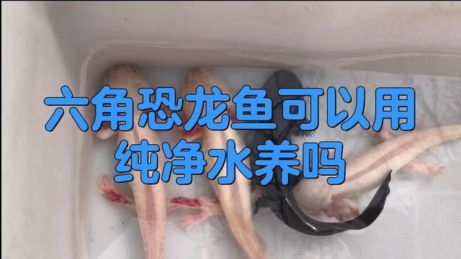 如何保持六角龍魚的水質清潔？：六角恐龍魚的飼養指南