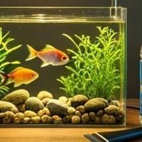 如何保持六角龍魚的水質清潔？：六角恐龍魚的飼養指南