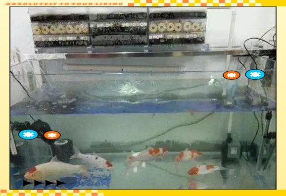 滴流過濾系統需要哪些配件：養魚新手必備的魚缸增氧與凈水關鍵技巧