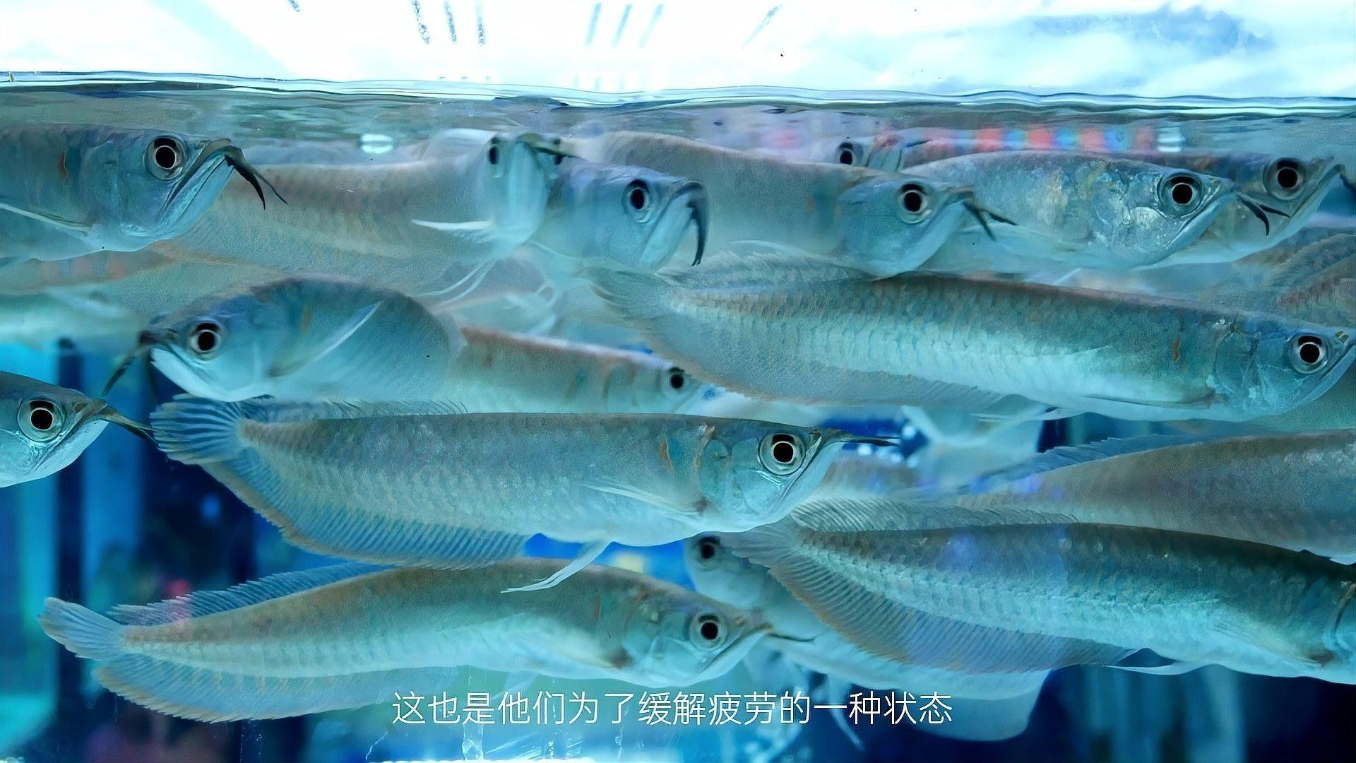 紅龍魚在黑暗中會睡覺嗎？：中科藍魚，飼養紅龍魚需要注意什么