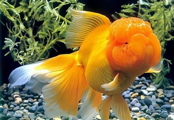 紅龍魚在黑暗中會睡覺嗎？：中科藍魚，飼養紅龍魚需要注意什么