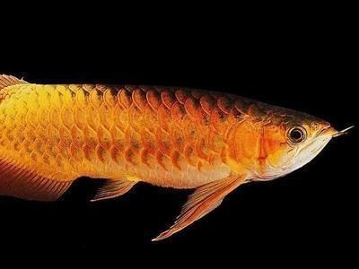自然短身紅龍魚有哪些產地：自然短身紅龍魚產地全貌揭秘