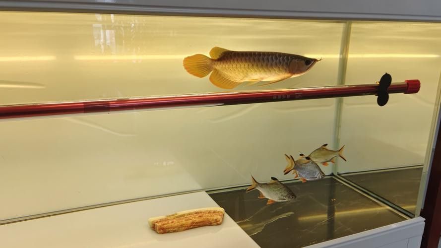 紅龍魚用頂燈還是側燈：養(yǎng)紅龍魚用什么增色燈好看