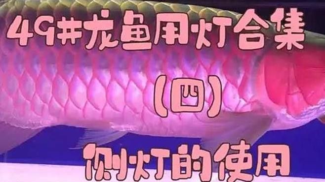 紅龍魚用頂燈還是側燈：養(yǎng)紅龍魚用什么增色燈好看