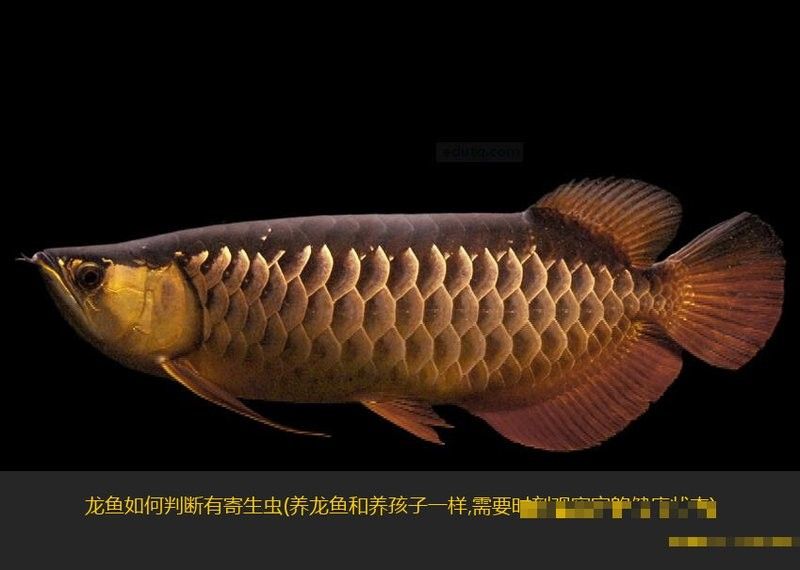 如何判斷青龍魚是否健康？：判斷青龍魚是否健康需要綜合觀察其外觀、行為、攝食情況等多方面表現