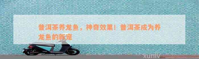 茶水養(yǎng)龍魚有哪些具體方法：普洱茶水養(yǎng)魚，神奇! 茶水養(yǎng)龍魚有哪些具體方法：普洱茶水養(yǎng)魚，神奇! 龍魚百科 第5張