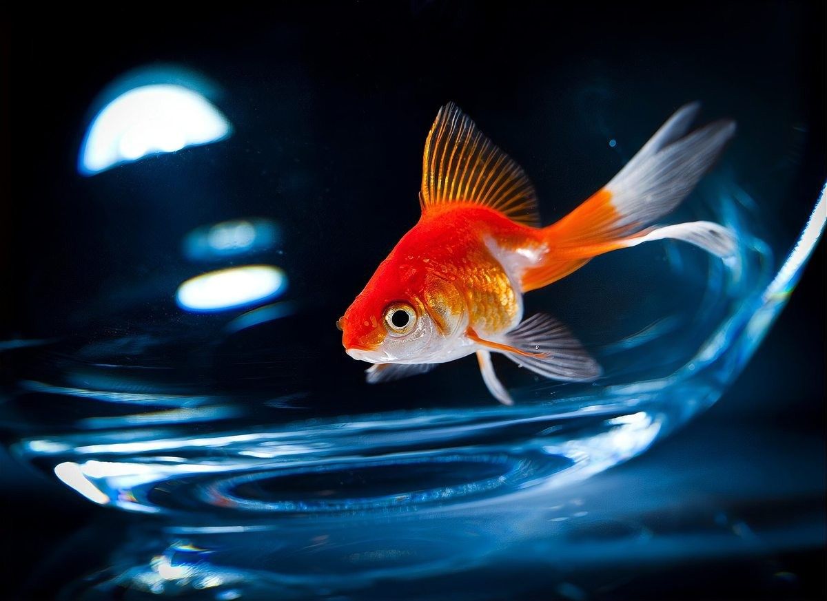 如何判斷金龍魚飼料是否變質：判斷金龍魚飼料是否變質需綜合感官觀察、物理狀態檢測及化學指標驗證
