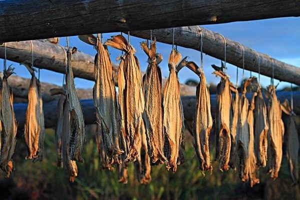 龍魚身上白點多久會消失？：京務通，淺談龍魚疾病及治療