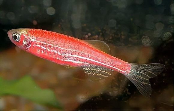 龍魚和斑馬魚混養需要多久適應？：龍魚與斑馬魚混養的適應時間受多種因素影響