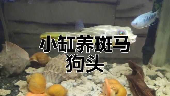 斑馬狗頭和恐龍魚混養(yǎng)案例：斑馬狗頭與恐龍魚混養(yǎng)存在較高風險 斑馬狗頭和恐龍魚混養(yǎng)案例：斑馬狗頭與恐龍魚混養(yǎng)存在較高風險 龍魚百科 第1張