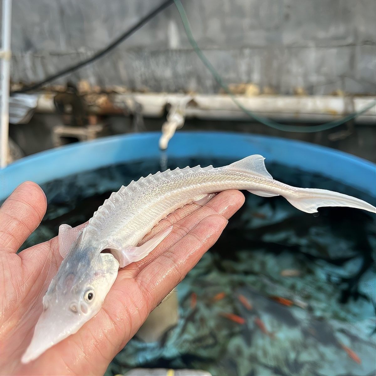 鱘龍魚的價格是多少？：鱘魚價格行情走勢