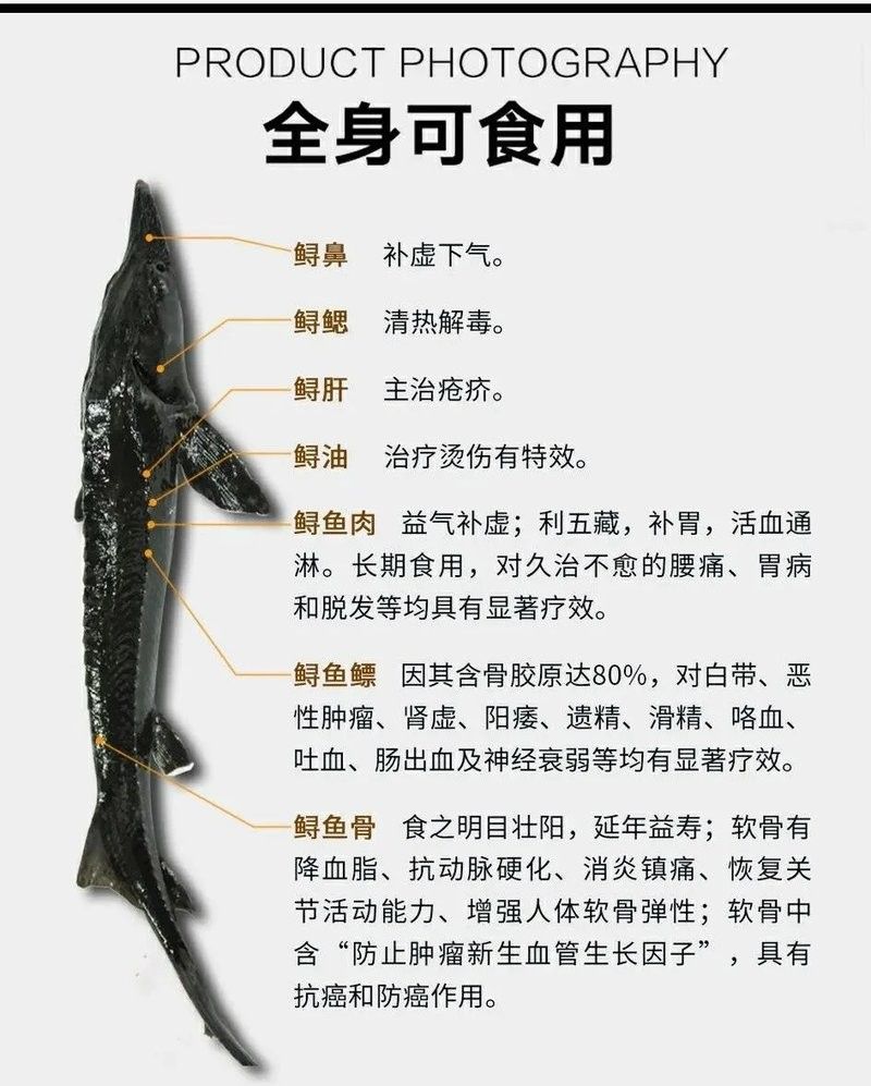 鱘龍魚的價格是多少？：鱘魚價格行情走勢