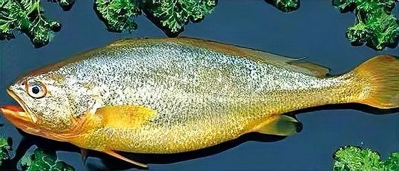 給我推薦一些類似海底飛龍魚的海鮮：“海底飛龍魚”名稱及種類