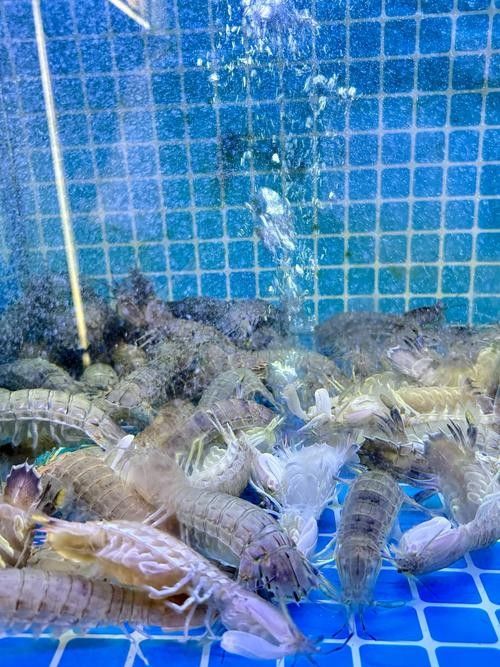 給我推薦一些類似海底飛龍魚的海鮮：“海底飛龍魚”名稱及種類