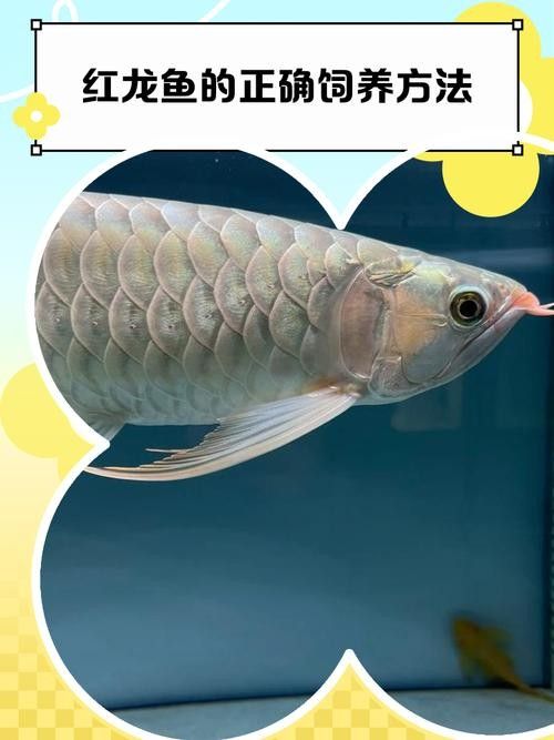紅龍魚(yú)停止生長(zhǎng)后如何保持體型：紅龍魚(yú)停止生長(zhǎng)后保持體型需綜合水質(zhì)管理、運(yùn)動(dòng)促進(jìn)和喂食控制