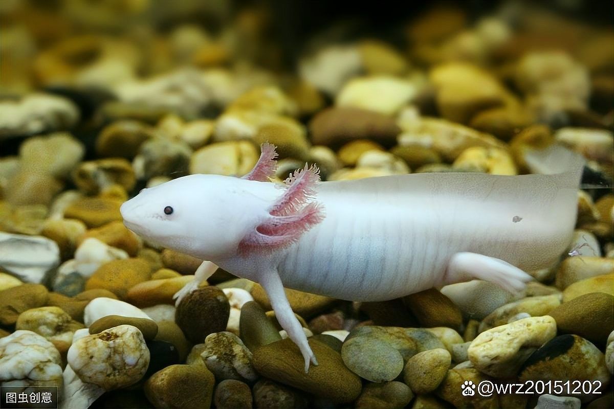 如何處理南極磷蝦給六角恐龍魚吃：六角恐龍的喂養指南 如何處理南極磷蝦給六角恐龍魚吃：六角恐龍的喂養指南 龍魚百科 第6張