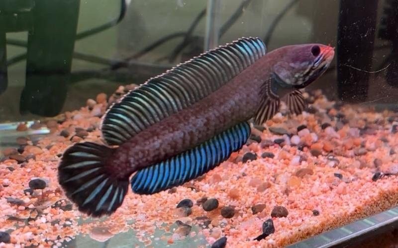 奶茶雷龍魚適合新手嗎：奶茶雷龍飼養秘籍,新手必看!