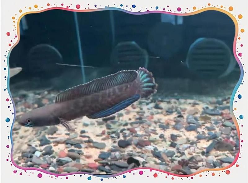 奶茶雷龍魚適合新手嗎：奶茶雷龍飼養秘籍,新手必看!