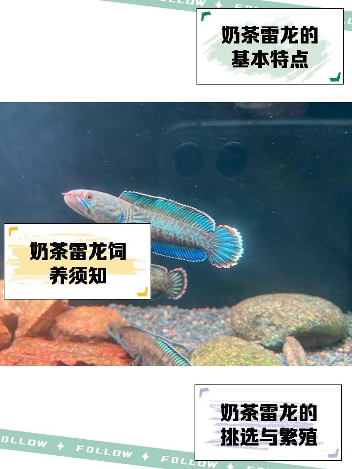 奶茶雷龍魚適合新手嗎：奶茶雷龍飼養秘籍,新手必看!