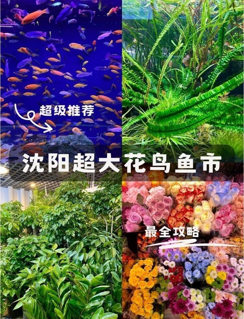 沈陽老北市花鳥魚市場的營業(yè)時間：大眾點評，沈陽老北市花鳥魚市場探秘攻略
