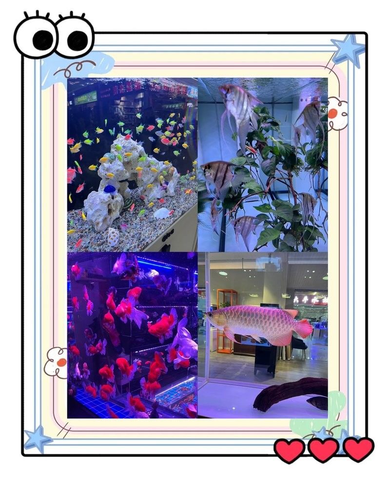 沈陽老北市花鳥魚市場的營業(yè)時間：大眾點評，沈陽老北市花鳥魚市場探秘攻略