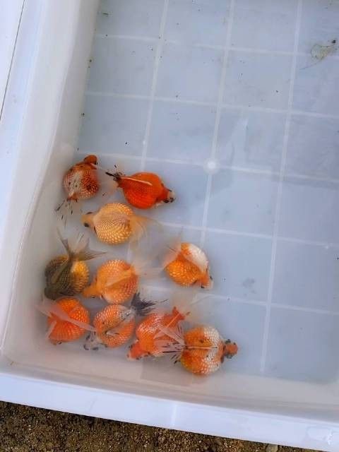 沈陽老北市花鳥魚市場的營業(yè)時間：大眾點評，沈陽老北市花鳥魚市場探秘攻略