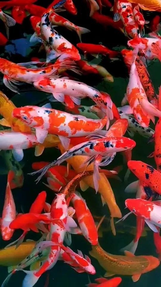 紅金龍魚動態壁紙有哪些高清版本：關于紅金龍魚動態壁紙的高清版本信息整理：如需更多選擇