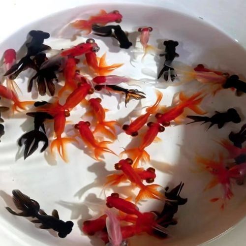 龍睛魚的價格范圍是多少：龍睛魚價格因品種、尺寸、購買渠道及批發數量差異較大