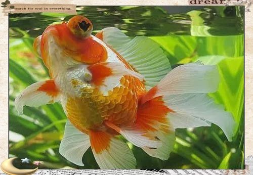 龍睛魚的價格范圍是多少：龍睛魚價格因品種、尺寸、購買渠道及批發數量差異較大