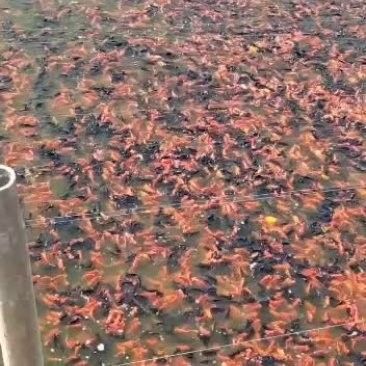 龍睛魚的價格范圍是多少：龍睛魚價格因品種、尺寸、購買渠道及批發數量差異較大