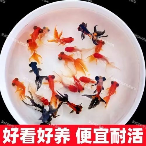 龍睛魚的價格范圍是多少：龍睛魚價格因品種、尺寸、購買渠道及批發數量差異較大
