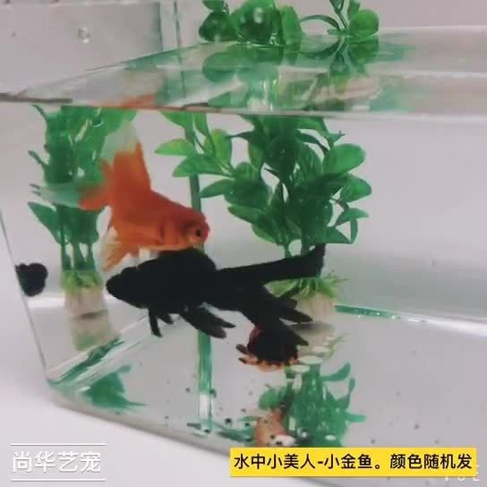 龍睛魚的價格范圍是多少：龍睛魚價格因品種、尺寸、購買渠道及批發數量差異較大