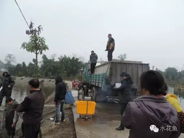 龍魚浮頭顏色會變淡嗎，為什么龍魚浮頭會變淡或褪色？