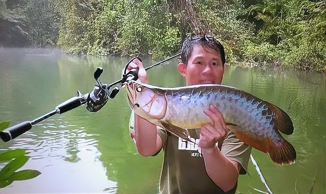金龍魚最佳游動姿態有哪些拍攝角度：拍攝金龍魚的技巧 金龍魚最佳游動姿態有哪些拍攝角度：拍攝金龍魚的技巧 龍魚百科 第2張