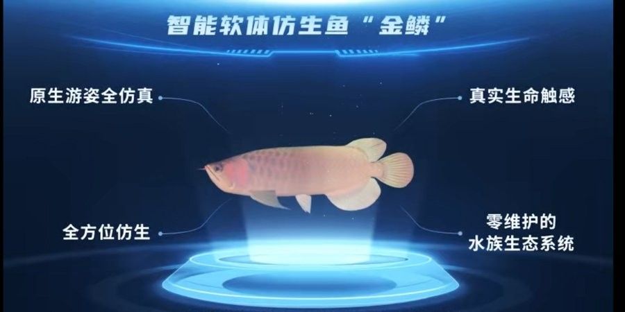 金龍魚最佳游動姿態有哪些拍攝角度：拍攝金龍魚的技巧 金龍魚最佳游動姿態有哪些拍攝角度：拍攝金龍魚的技巧 龍魚百科 第5張