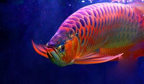 龍魚圖片高清無水印：關于龍魚的高清無水印圖片資源推薦及相關信息