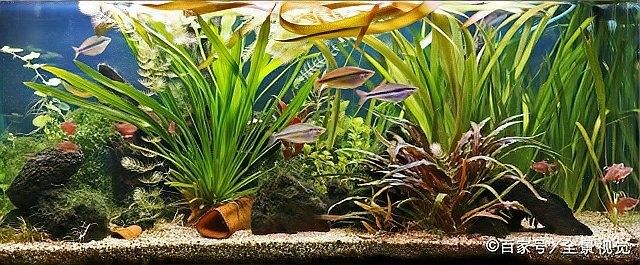 混養雷龍和燈魚需要多大的過濾？：混養雷龍和燈魚時，過濾系統的選擇需兼顧兩者的需求差異