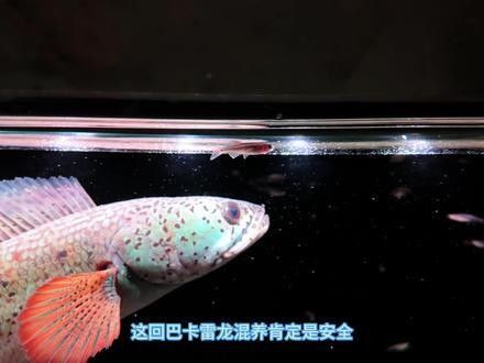 混養雷龍和燈魚需要多大的過濾？：混養雷龍和燈魚時，過濾系統的選擇需兼顧兩者的需求差異