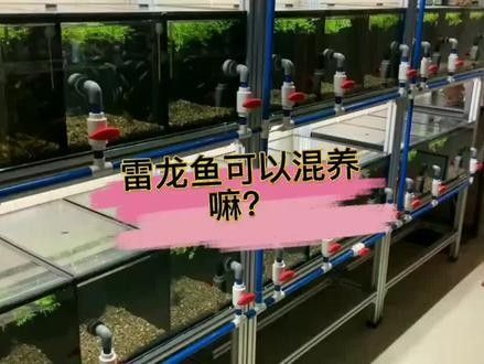 混養雷龍和燈魚需要多大的過濾？：混養雷龍和燈魚時，過濾系統的選擇需兼顧兩者的需求差異