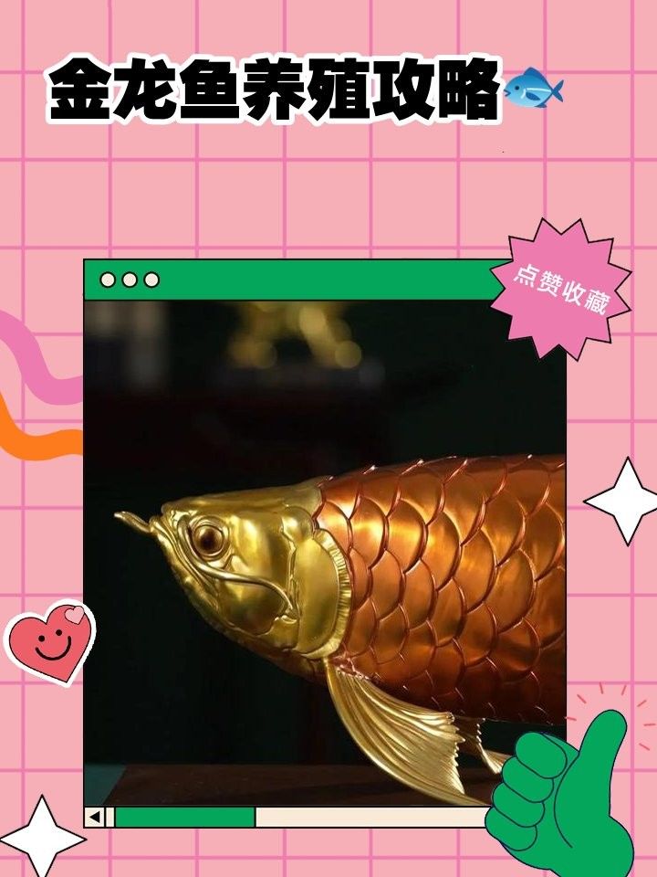如何促進(jìn)金龍魚(yú)發(fā)色？：知名龍魚(yú)水族中文門戶網(wǎng)站提升金龍魚(yú)金質(zhì)的全方位策略