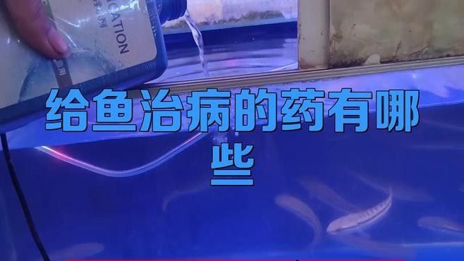 哪種龍魚抗菌藥效果最好：龍魚抗菌藥怎么選