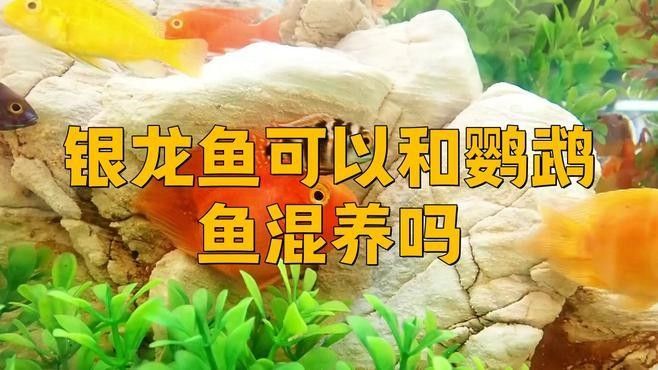 龍魚和鸚鵡魚混養有哪些常見問題：龍魚和鸚鵡魚混養時需注意以下常見問題及解決方案