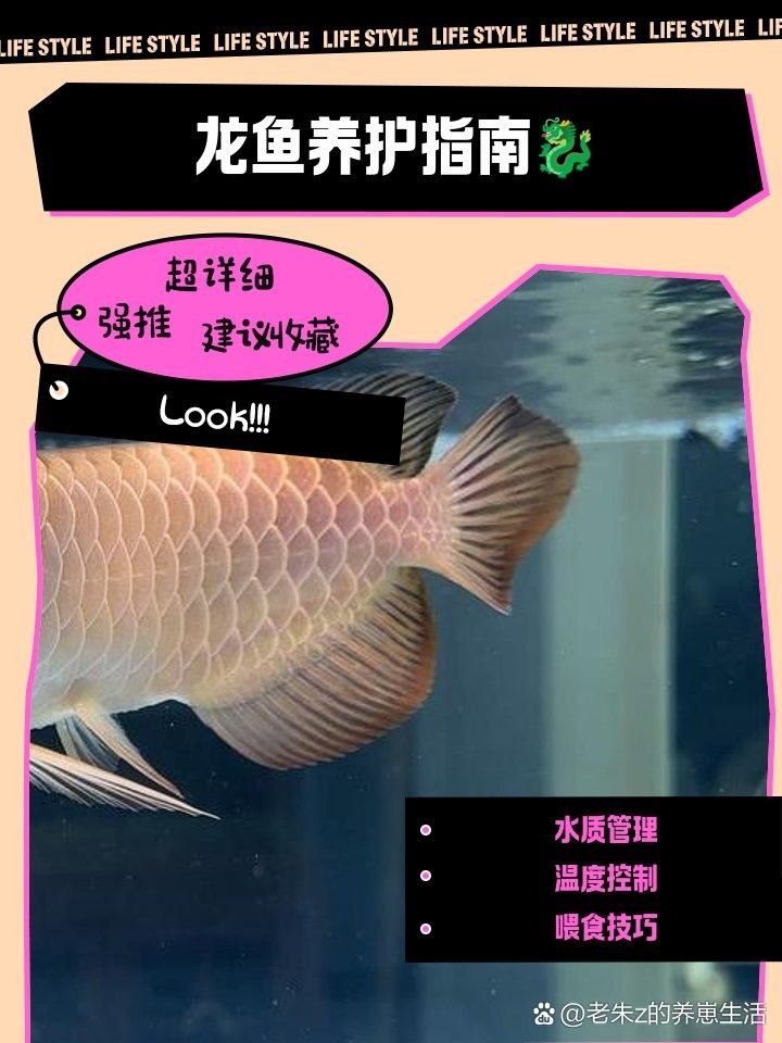 龍魚缸里如何保持水質：新手養龍魚必知技巧，魚缸鋪水晶砂會影響水質嗎 龍魚缸里如何保持水質：新手養龍魚必知技巧，魚缸鋪水晶砂會影響水質嗎 龍魚百科 第4張