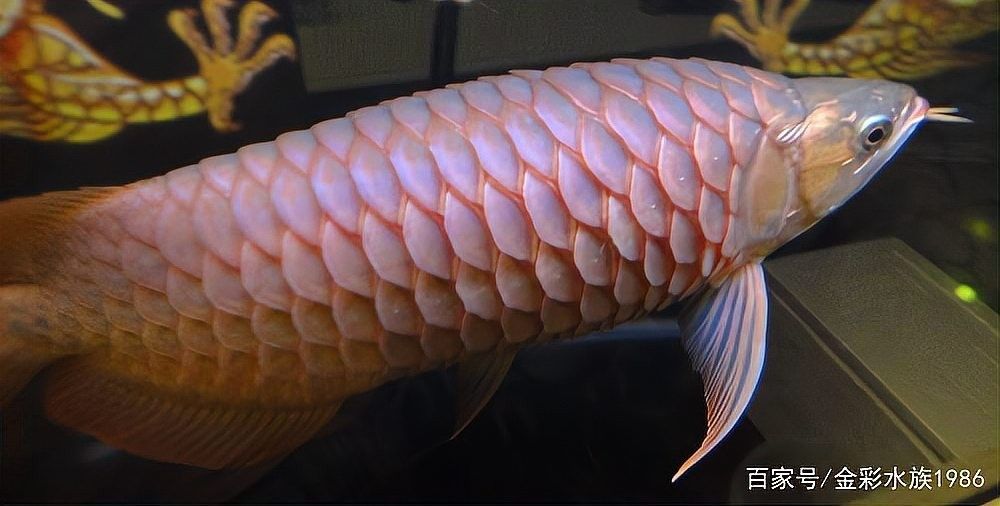 龍魚炸鱗病多久會死：龍魚炸鱗病死亡時間與病情發展階段密切相關情況分為以下情況