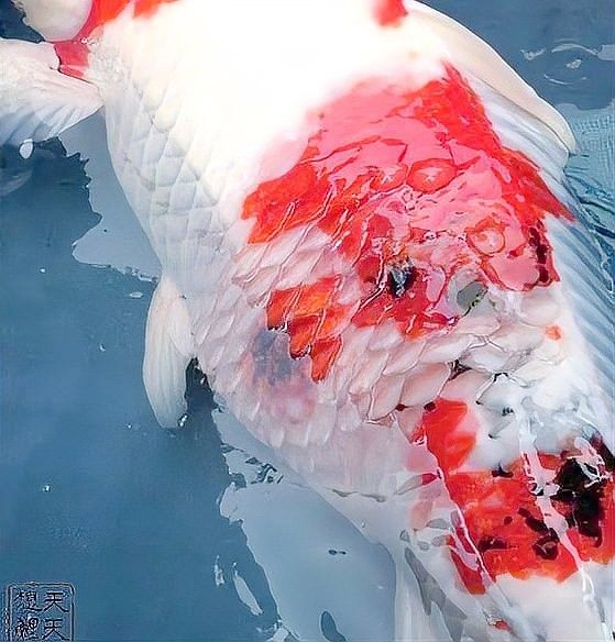 龍魚炸鱗病多久會死：龍魚炸鱗病死亡時間與病情發展階段密切相關情況分為以下情況